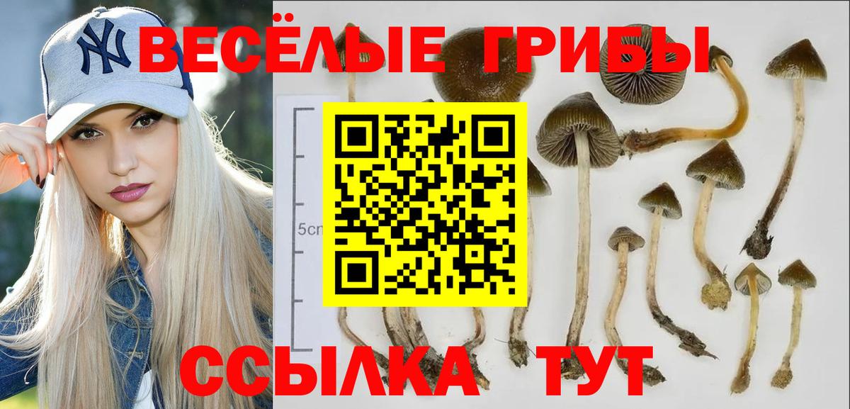 Галлюциногенные грибы мицелий  Псилоцибиновые грибы GOLDEN TEACHER  Вход с VPN  Котельники 